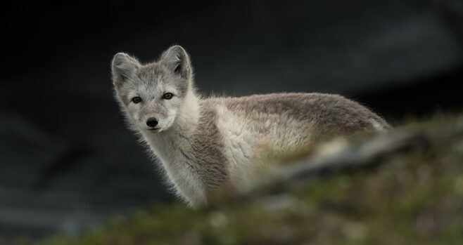 Dolce&Gabbana goes fur-free