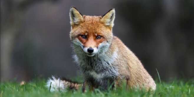 Max Mara Fashion Group announces fur-free policy