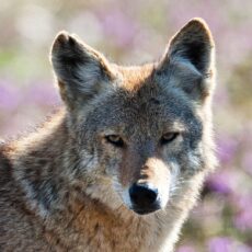 International fashion brand My Jewellery joins Fur Free Retailer